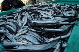 Консервированная сайра: польза и вред известного морепродукта