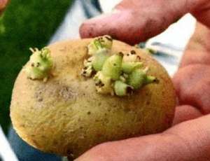 картофель отравление симптомы