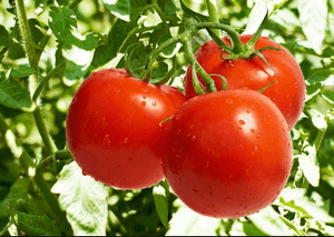 отравление помидорами