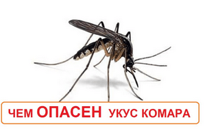 Чем опасны укусы комаров