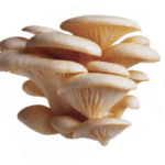Галлюциногенные грибы: последствия употребления