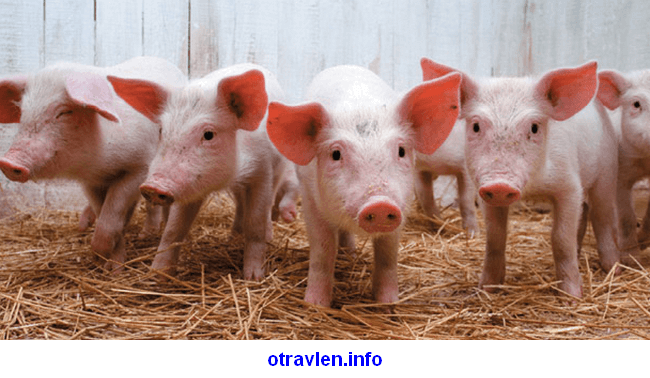отравление поваренной солью животных - свиней