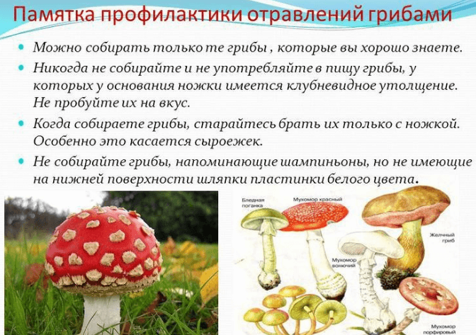 меры профилактики при отравлении грибами