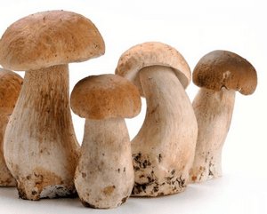 отравление белыми грибами