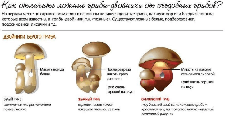 как отличить белый гриб