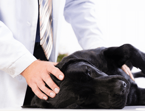 Лечение сальмонеллеза у собак