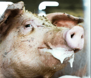 пена изо рта у свиней