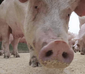 Отравление свиней