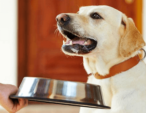 Чем кормить собаку после отравления