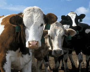 Отравление коров