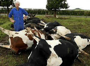симптомы отравления коров