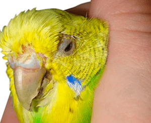 Признаки при отравлении попугая