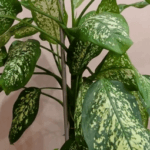 Олеандр: ядовитое растение или нет
