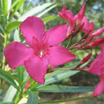 Цветок диффенбахия - ядовитый или нет