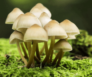 аматоксин - яд из грибов
