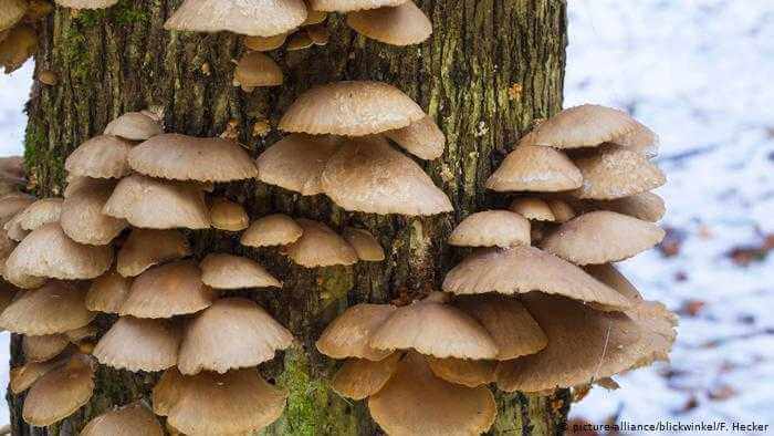 Какая польза и вред от грибов?