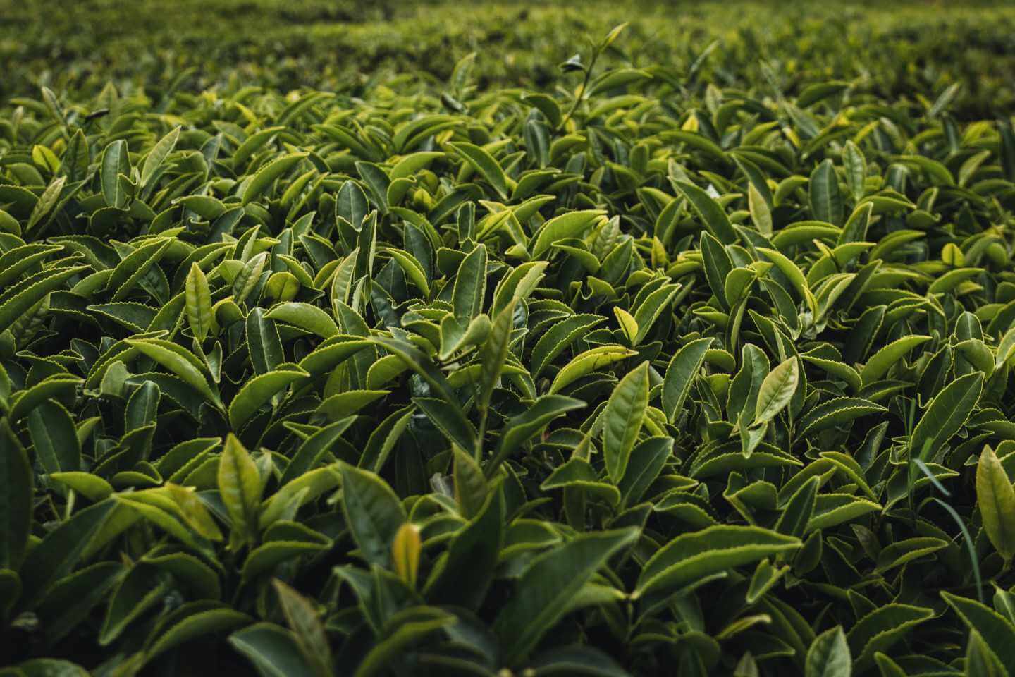 Зеленый чай: полезные свойства для организма
