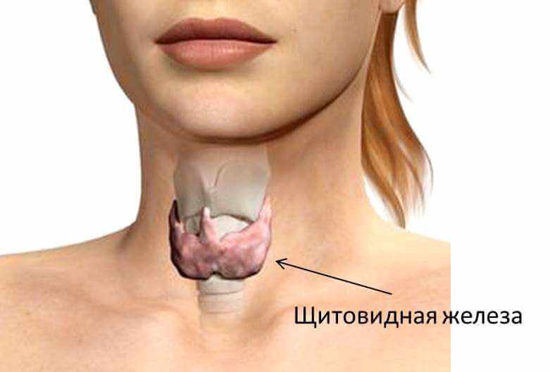 Способы лечения щитовидной железы