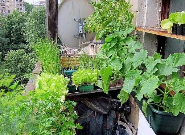 Что больше всего подходит для выращивания на балконе?