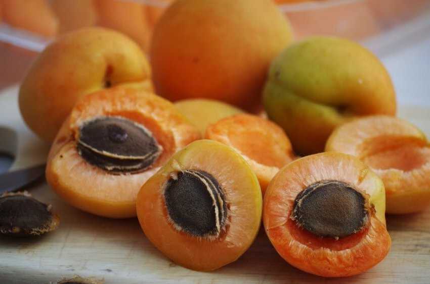 Полезны ли ядра абрикосовых косточек?