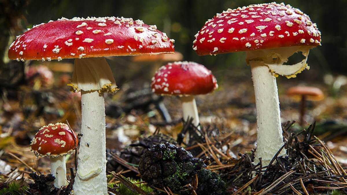 Галлюциногенные грибы: последствия употребления