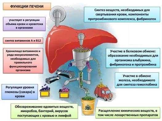 Как очистить печень от токсинов и шлаков?