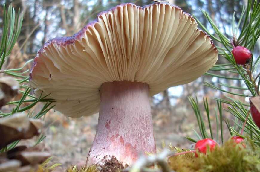Отравление грибами: симптомы, признаки и первая помощь