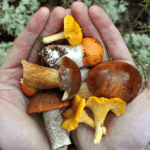 Ядовитые грибы: как определить, последствия употребления в пищу