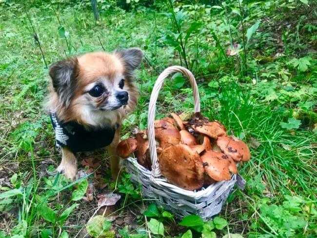 Может ли собака есть грибы? Что делать при отравлении?