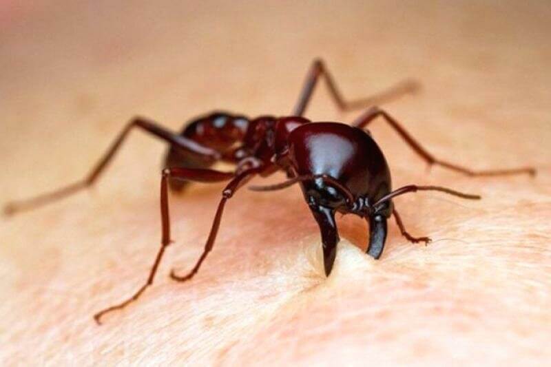 Что делать если укусил муравей — симптомы, последствия и методы лечения
