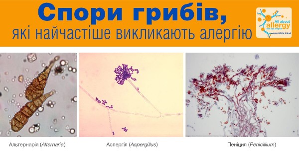 Симптомы аллергии осенью: прощай, пыльца, привет, клещи и споры!