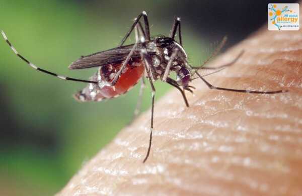 mosquito