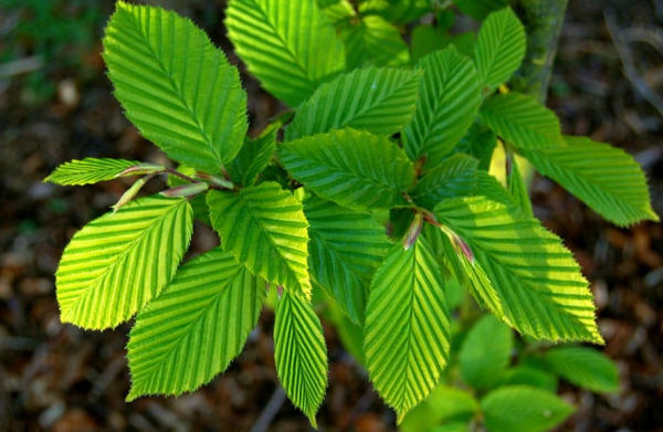 Carpinus betulus