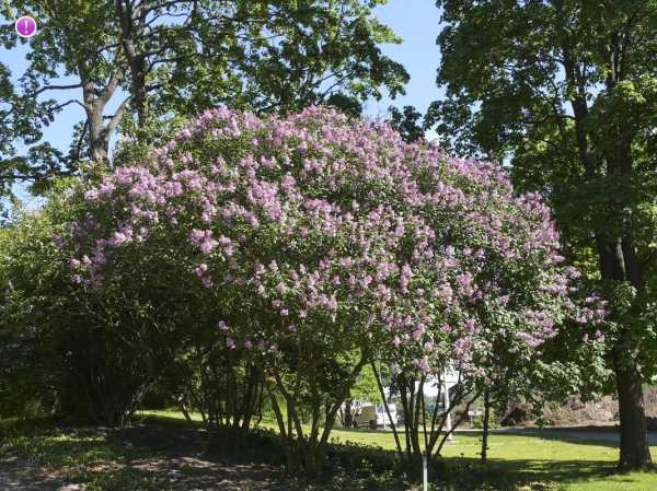 Syringa