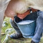 Дети со стойкой аллергией на коровье молоко ниже ростом и весят меньше, чем сверстники