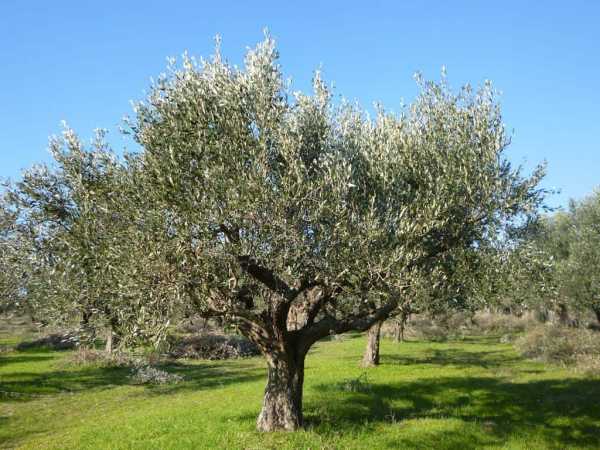 Olea europaea