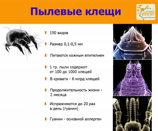 Как вылечить аллергию на домашнюю пыль? Помогут «Алксоид» и «Оралтек»