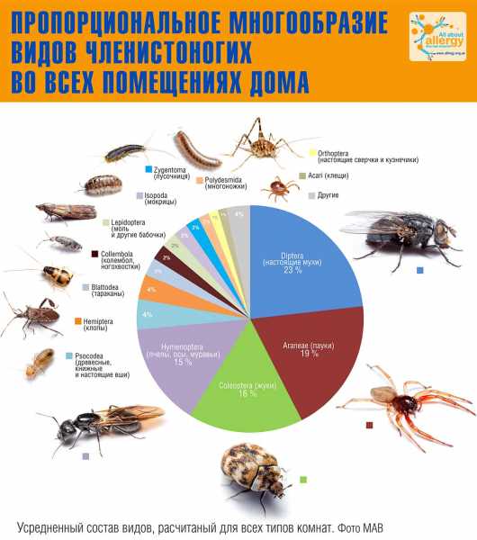 Чешуйница в вашем доме — неожиданный источник аллергенов