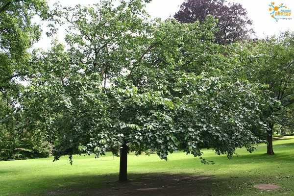 Morus_tree