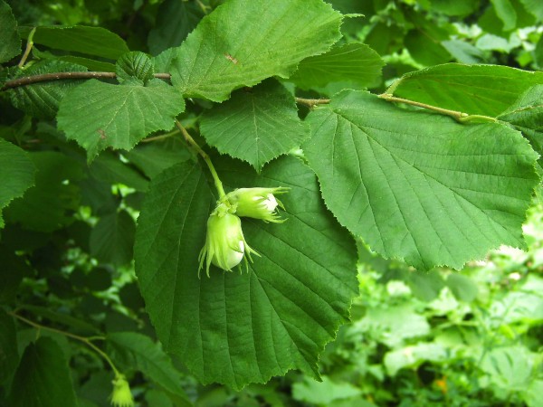 Corylus_avellana