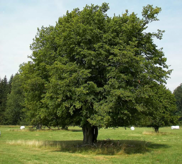 Carpinus betulus L