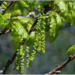 Семейство маслиновых: вызывают аллергическую реакцию у 20 % больных поллинозом украинцев