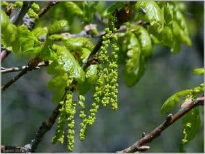 Семейство буковых: продуценты умеренно аллергенной пыльцы