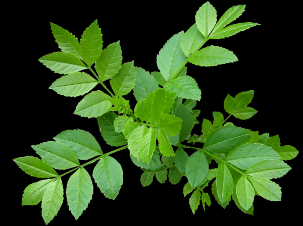 Ясень: выбрасывает аллергенную пыльцу с конца марта до начала мая