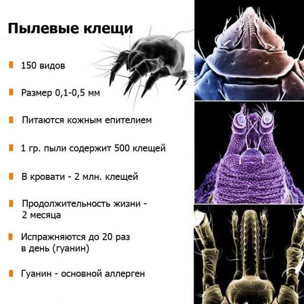 Как противостоять домашним пылевым клещам