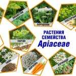 Аллергия на манго: от дискомфорта до смертельной опасности