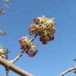 Семейство маслиновых: вызывают аллергическую реакцию у 20 % больных поллинозом украинцев