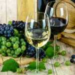 Девичий виноград ядовит или нет для взрослого и ребенка - применение