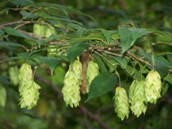 Carpinus betulus