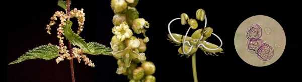 nettle+male+flowers+pollen